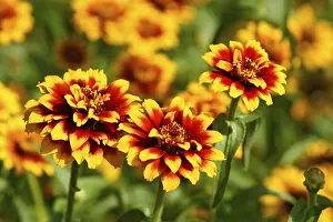 Ornamental Plant Details Drucke: Asteroideae