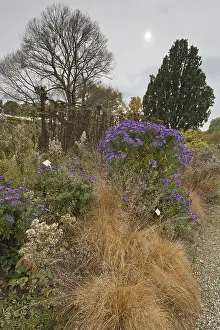 Central Europe Outdoor Shots Drucke: Asters (Aster) in mixed border