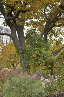 Central Europe Inflorescence Drucke: Asters (Aster) in mixed border