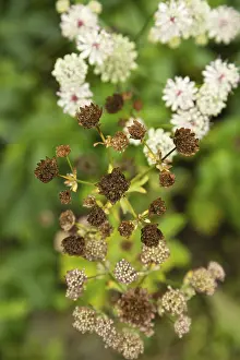 Flowering Plant Images Drucke: Astrantia flowers