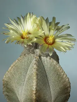 Ornamental Cacti Drucke: Astrophytum coahuilense