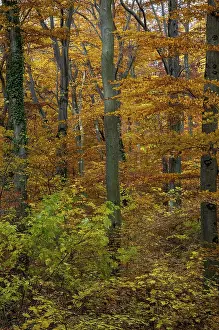 Deciduous Forest Scenery Drucke: Atmosphere, autumn, tree, beech forest