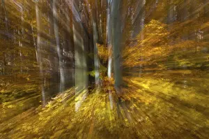 Deciduous Forest Scenery Drucke: Atmosphere, autumn, tree, beech forest