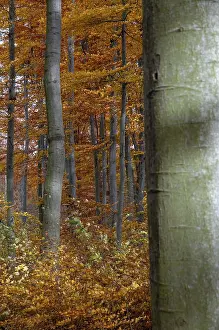 Forest Landscape Photo Drucke: Atmosphere, autumn, tree, beech forest