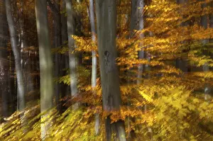 Deserted Deciduous Trees Drucke: Atmosphere, autumn, tree, beech forest