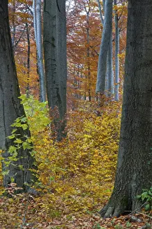 Forested Landscape Photography Drucke: Atmosphere, autumn, tree, beech forest