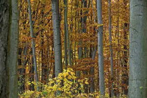 Deciduous Tree Photography Drucke: Atmosphere, autumn, tree, beech forest