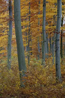 Deciduous Tree Landscape Drucke: Atmosphere, autumn, tree, beech forest
