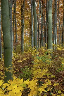 Deciduous Tree Landscape Drucke: Atmosphere, autumn, tree, beech forest