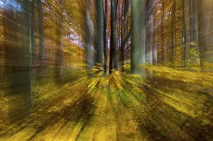 Autumn Landscape Photography Drucke: Atmosphere, autumn, tree, beech forest