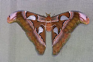 Insect Animal Photography Drucke: Attacus lorquini