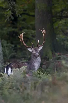 Autumn Forest Scene Drucke: A last attentive look in my direction