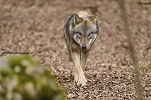 European Wild Animal Drucke: An attentive wolf approaches on a forest path