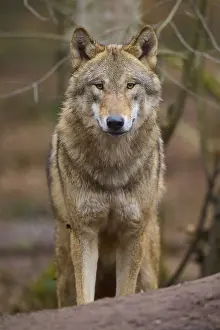 European Mammals Drucke: An attentive wolf looks directly into the camera
