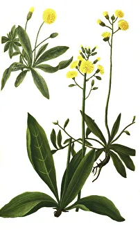 Historic Botanical Depiction Drucke: Auricula muris, lesser hawkweed