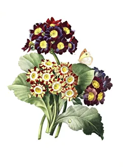 Auricula Flower Drucke: Aurikel (Primula auricula) oder Alpenaurikel