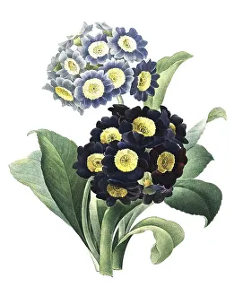 Vernal Blooming Plants Drucke: Aurikel (Primula auricula) oder Alpenaurikel
