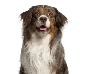 Friendly Dog Breed Drucke: Australian shepherd dog posing