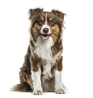 Domestic Animal Breed Image Drucke: Australian Shepherd sitting and panting