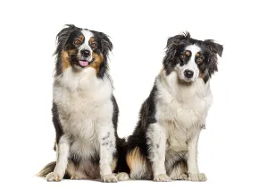 Zwei australische Schäferhunde keuchen.
