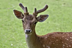 Tyrol Wildlife Photography Drucke: Austria Roe Deer