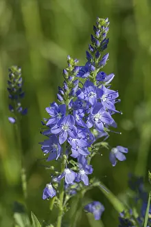 Veronica Austriaca Drucke: Austrian broadleaf speedwell (Veronica austriaca)