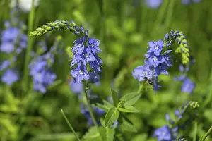 Bavaria Flora Drucke: Austrian broadleaf speedwell (Veronica austriaca)