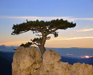 Austrian Countryside Views Drucke: Austrian pine growing on rocks