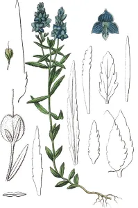 Agricultural Crops Images Drucke: Austrian speedwell (Veronica austriaca)