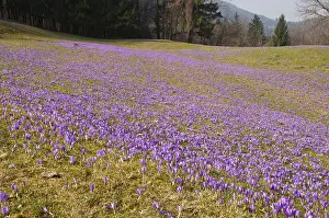 Springtime In Austria Drucke: Austria's largest wild crocus (Crocus sp)
