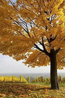 Autumn Landscape Drucke: Autumn
