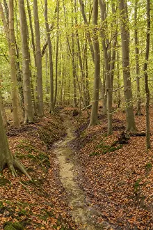 European Fall Landscapes Drucke: Autumn