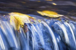 Small River Landscape Photo Drucke: Autumn colored Maple leaf floating in a stream to a small waterfall