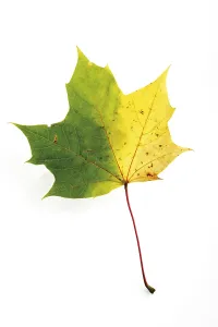Autumn Foliage Photography Drucke: Autumn-coloured maple leaf