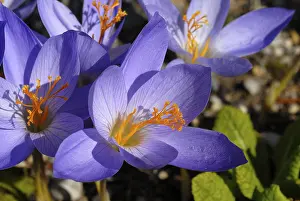 Drucke von Herbst-Zyklam (Crocus pulchellus) Pulchellus Drucke: Herbst-Krokus (Crocus pulchellus)