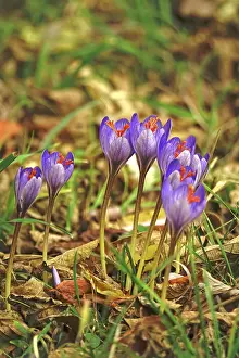 Autumn Crocus Germany Drucke: Autumn crocus, Germany
