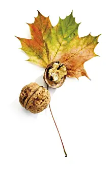 Maple Tree Foliage Drucke: Autumn foliage, maple leaf and walnuts