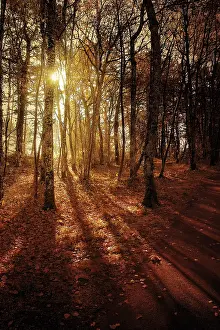 Autumnal Atmosphere Images Drucke: Autumn forest