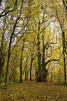 Nature Autumn Mood Drucke: Autumn forest
