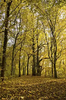 Autumn Forest Landscape Drucke: Autumn forest