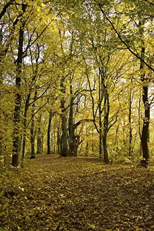 Autumn Forest Landscape Drucke: Autumn forest