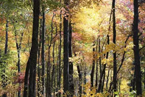 Travel Photography Nature Shots Drucke: Autumn at the forest