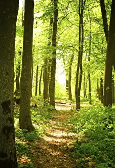 Deserted Forest Track Drucke: Autumn forest path