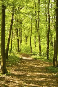 Autumnal Forest Scenery Drucke: Autumn forest path