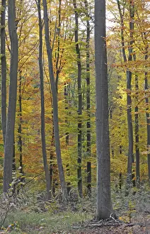 Beech Tree Forest Drucke: Autumn forest, tree, beech, beech forest