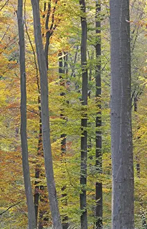 Colorful Leaves Drucke: Autumn forest, tree, beech, beech forest