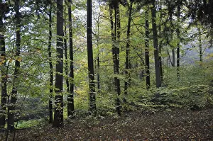 Beech Forest Scenery Drucke: Autumn forest, tree, beech, beech forest