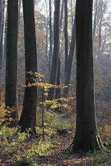 Colorful Autumn Leaves Drucke: Autumn forest, tree, beech, beech forest