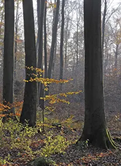 Beech Tree Forest Scenery Drucke: Autumn forest, tree, beech, beech forest