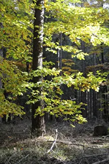 Beech Tree Forest Drucke: Autumn forest, tree, beech, beech forest